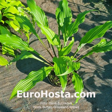 Hosta Valley's Bluegrass