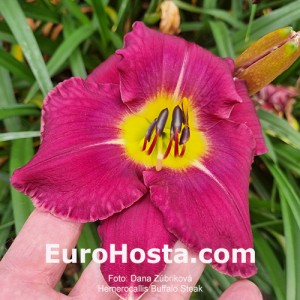 Hemerocallis Buffalo Steak