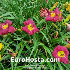 Hemerocallis Buffalo Steak