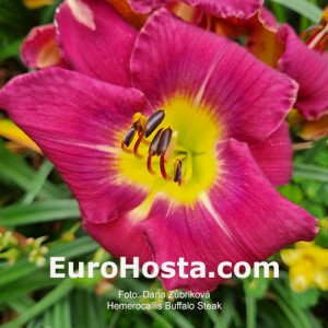 Hemerocallis Buffalo Steak