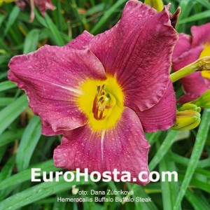 Hemerocallis Buffalo Steak