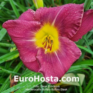 Hemerocallis Buffalo Steak