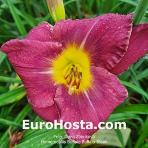 Hemerocallis Buffalo Steak