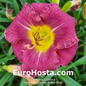 Hemerocallis Buffalo Steak