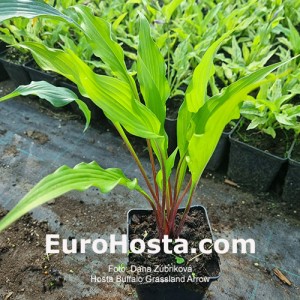 Hosta Buffalo Grassland Arrows