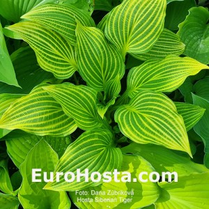 Hosta Siberian Tiger